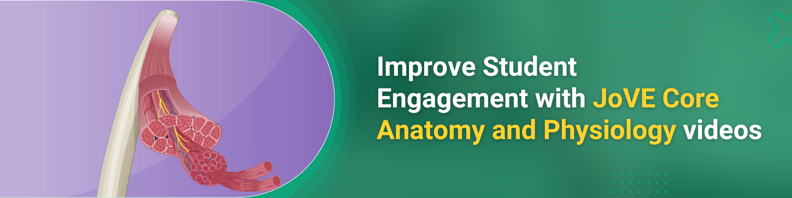 JoVE Core_Anatomy and Physiology Unit II_LP Banner for Sunil_1600x500_2024_05_03 (1600 x 400 px)