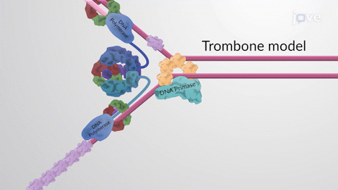 The_Replisome_Components_and_the_Trombone_Model___Biologia_Molecolare___JoVE