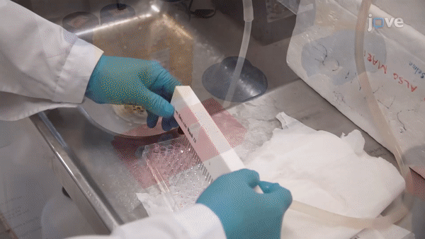 ezgif.com-video-to-gif(7)